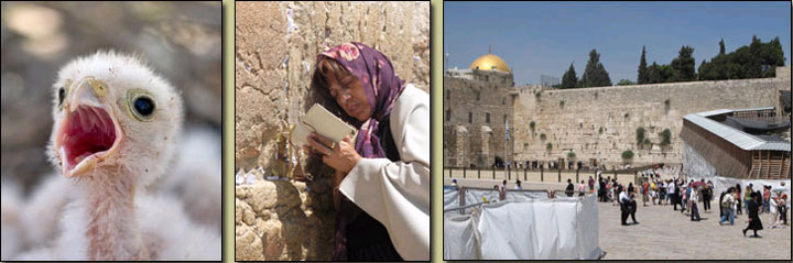 Photos to illustrate this article: a baby kestrel, a woman at the Wailing Wall, the Mosque of Omar rising above the Western Wall